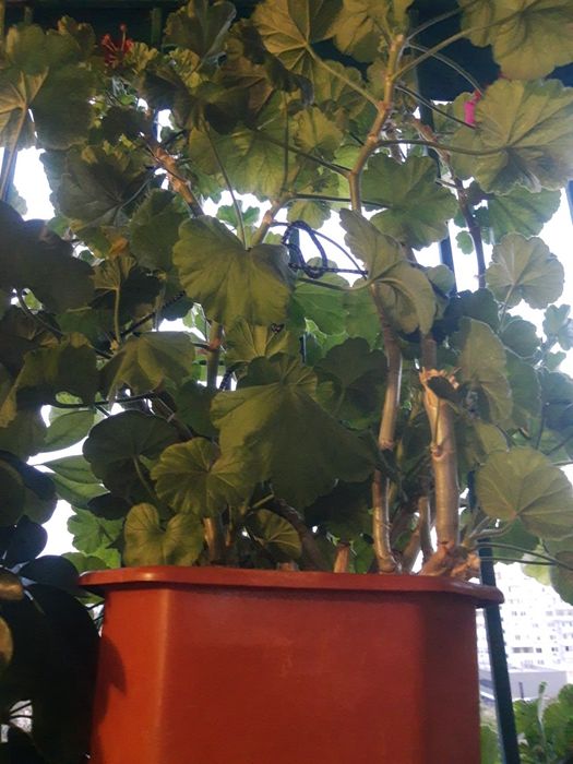 Мебел,Цветарник за дома.НАМАЛЕНИЕ 199лв