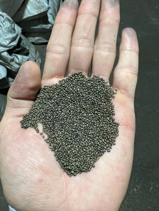 Продам семена луцерны сорт Байшешек