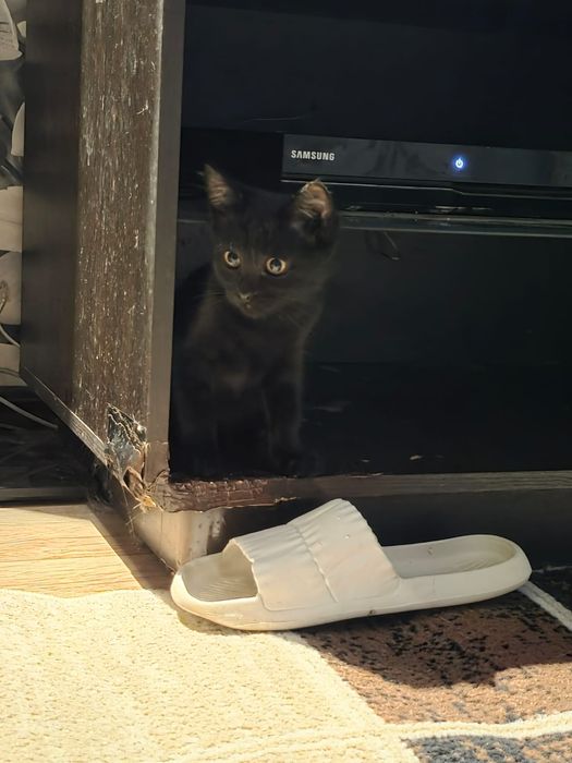 котенок в добрые руки