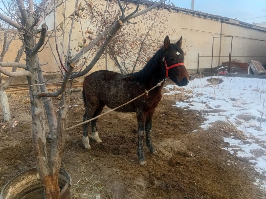 Жабағы бар сатылады.