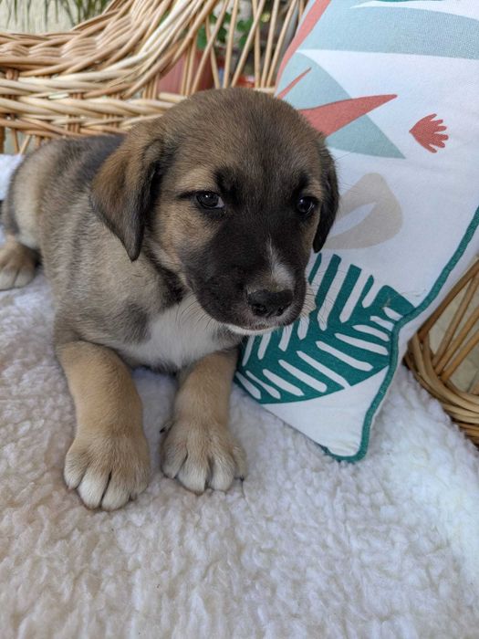 Dam spre adopție 6 cățeluși de talie medie-mare