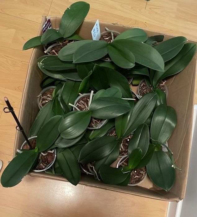 Орхидеи и многое другое