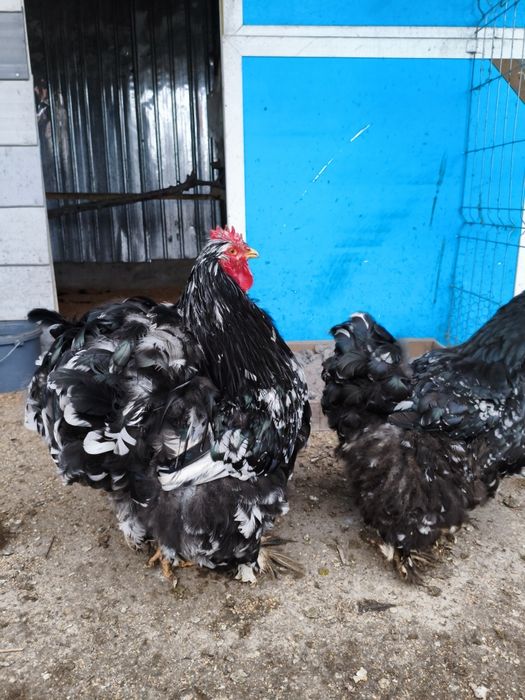 Ouă Cochinchina uriaș pentru incubat