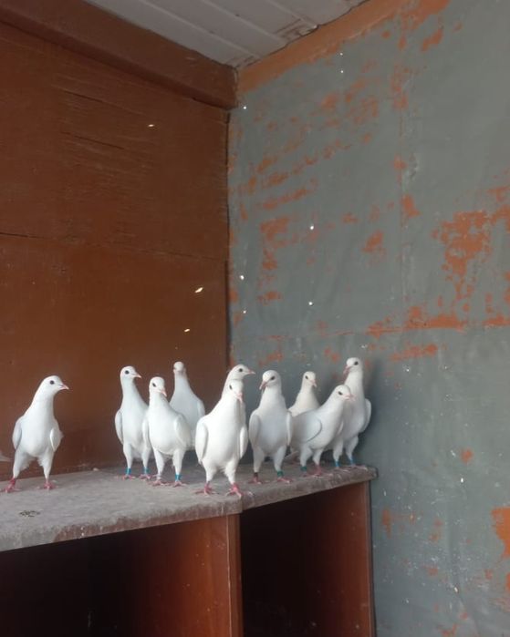 Бакинские Голуби.