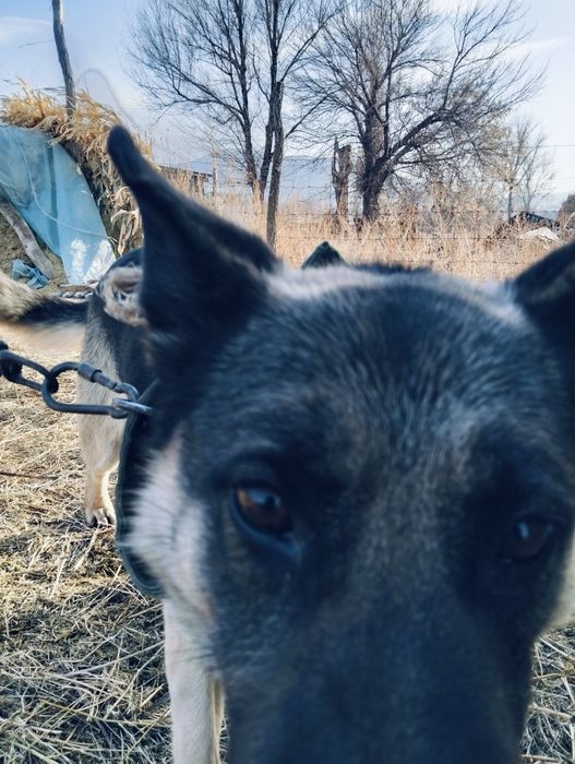 Малға арналған овчарка