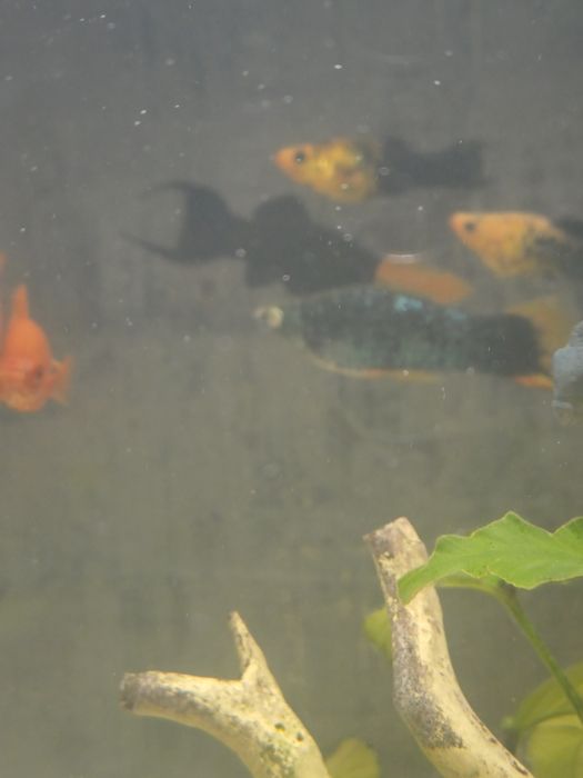 Молинезия и меченосец