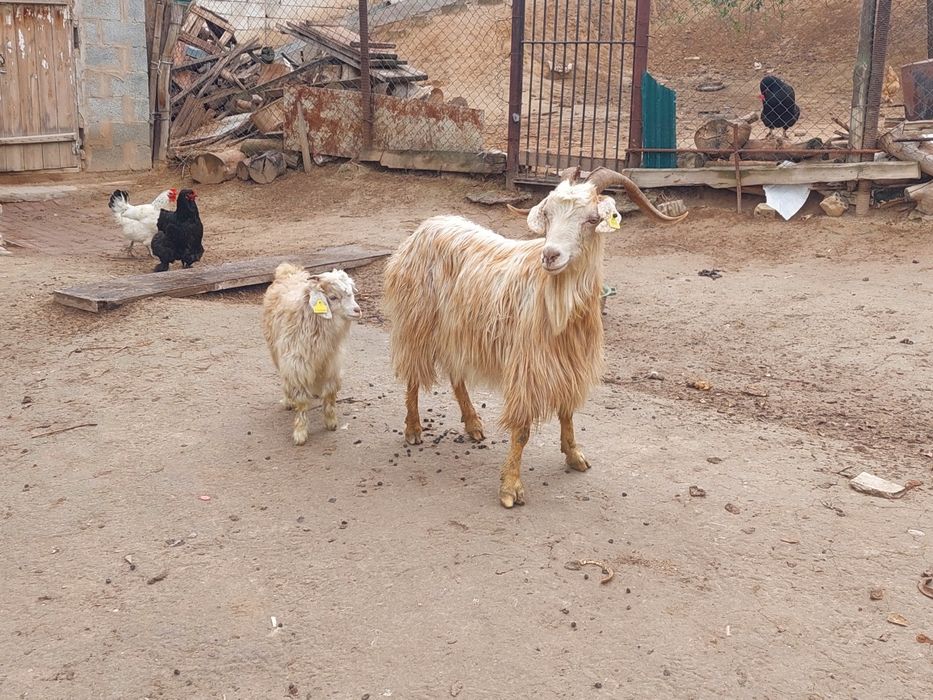 Жас ірі денелі лақты ешкі сатылады