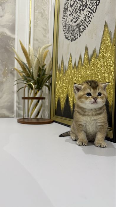 Котята,породистые