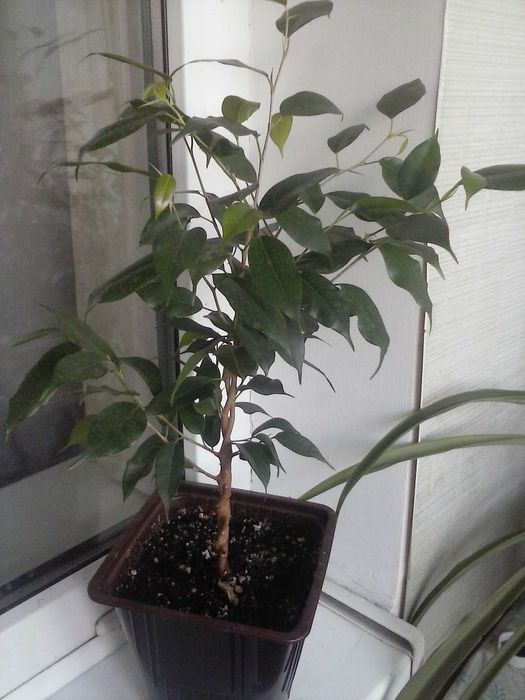 Фикус Бенджамина