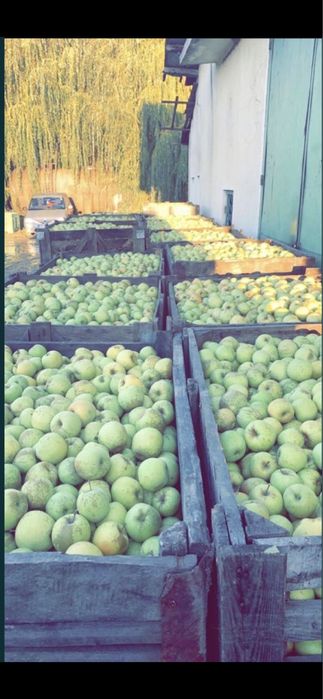 Vand mere industrie si consum ASIGUR TRANSPORT!