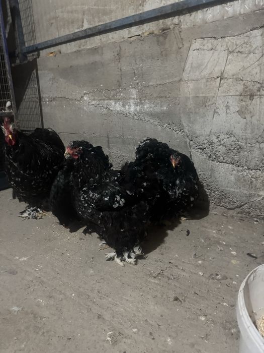 Cochinchina uriaș BHP