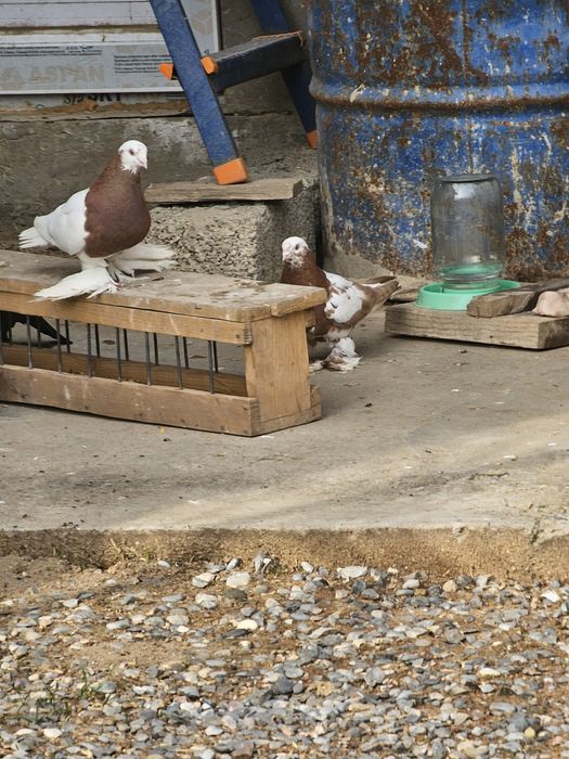 Гульсар,капканы по 5000 шт