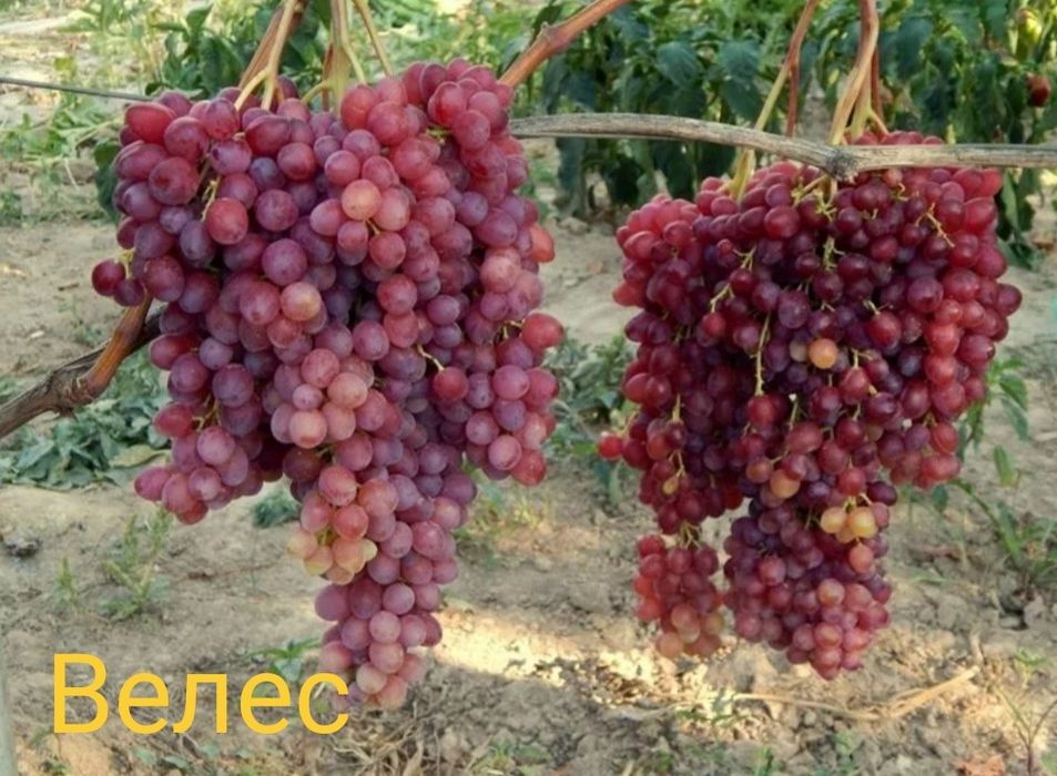 Виноград саженцы европейские сорта