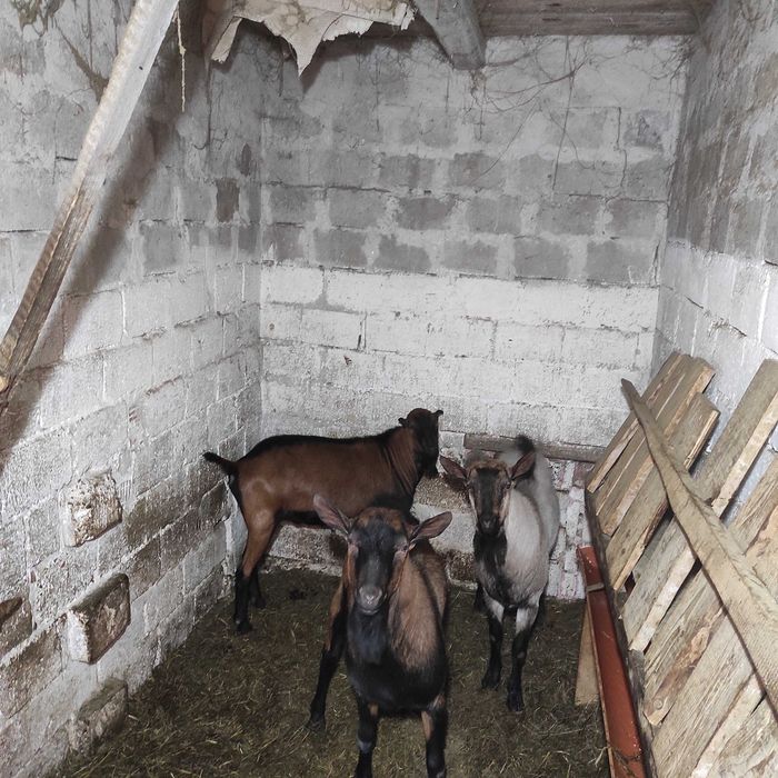 Vând Tapi Alpini Francez