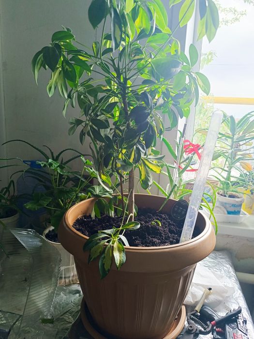 Продам шефлеру  для офиса или дома.