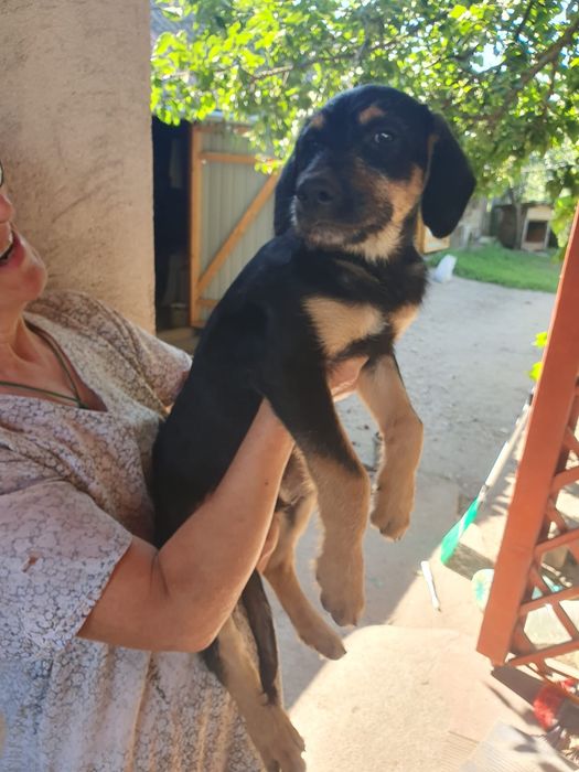 2 Căței pentru adopție
