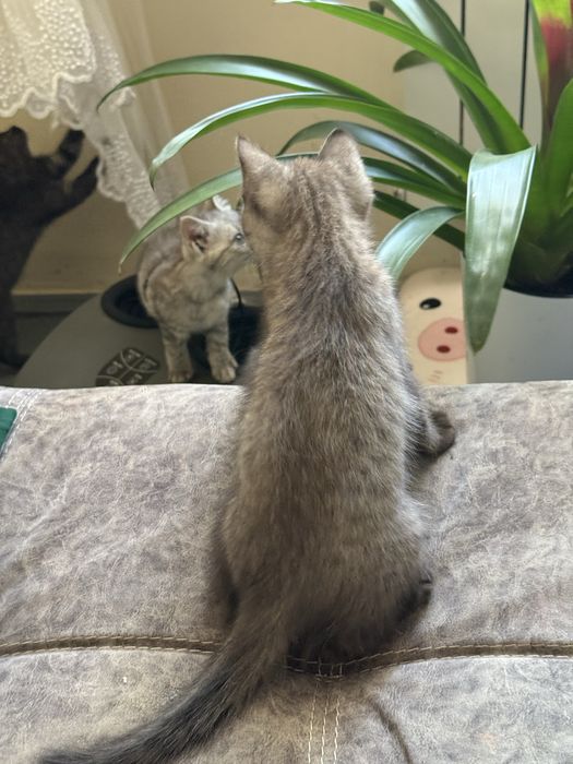 Продам метис котят