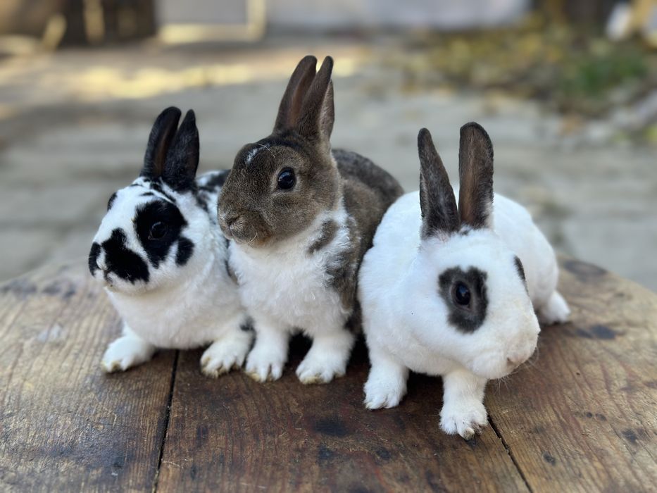 Masculi din rasa Rex Pitic!