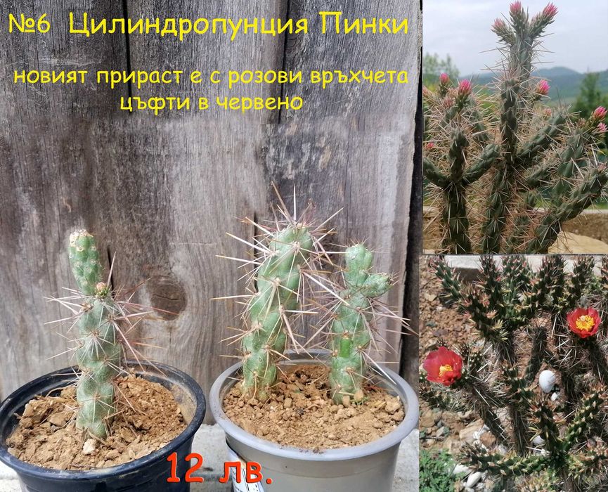 Студоустойчиви градински кактуси