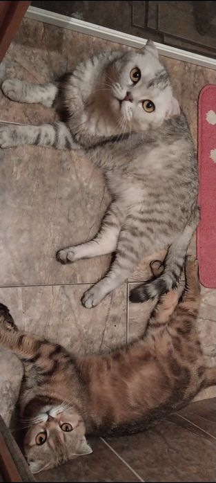 Продам вислоухих