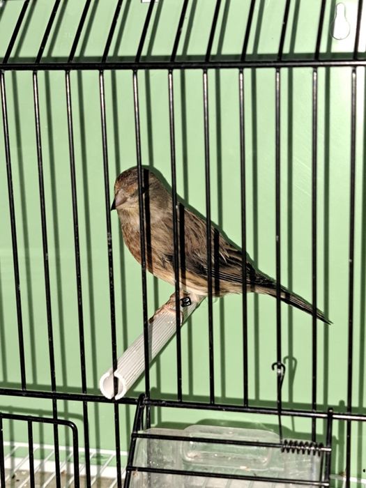 Vând Hibrizi Arlechin - Masculi Excepționali (11 luni & 1 an)