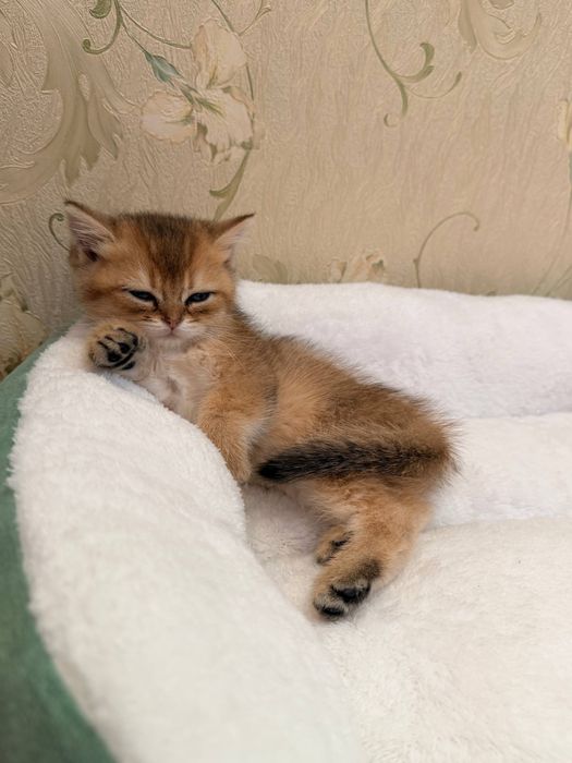 Британец (золотая шиншилла)