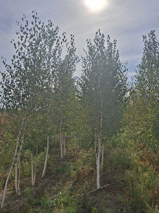 Mesteacăn alb (Betula pendula) – Copaci ornamentali superbi