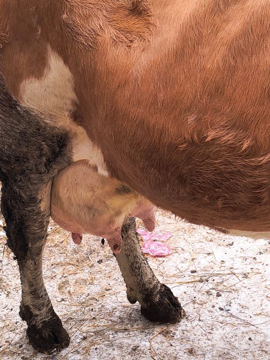 Vând vacă bălțată românească cu vițel