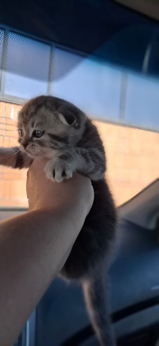 Скоттиш Фолды.  Девочка и Мальчик