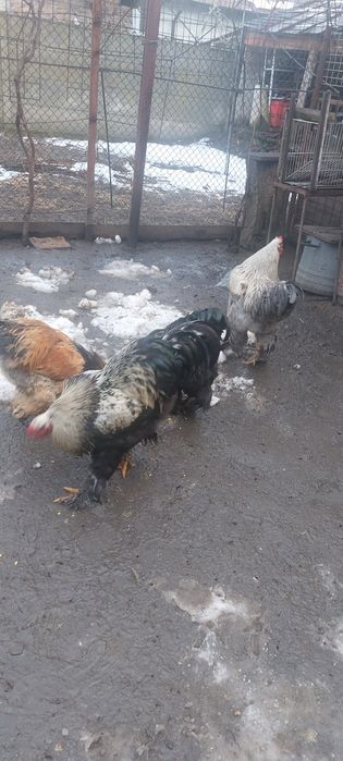 Vand perechi bratham