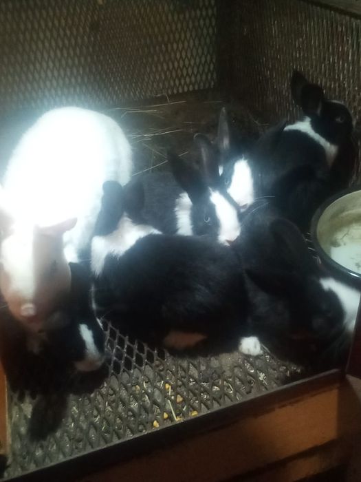 Iepurași pitici.                          .