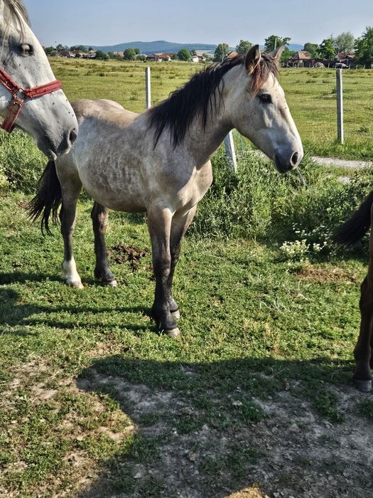 Vând mânză de un an