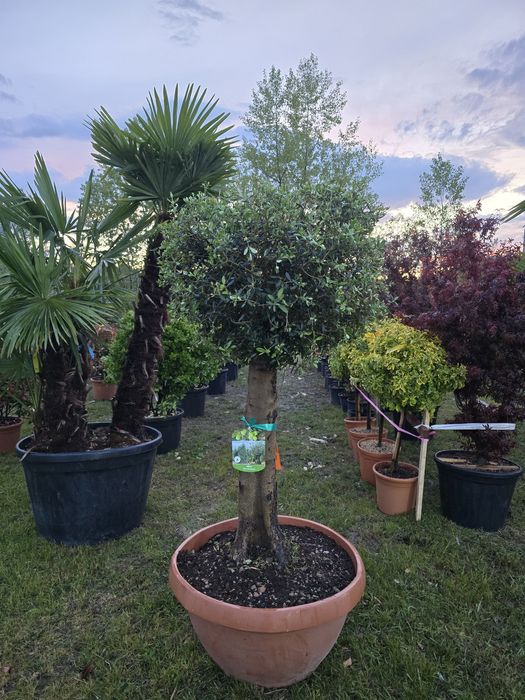 Palmier trachycarpus rezistent la ger