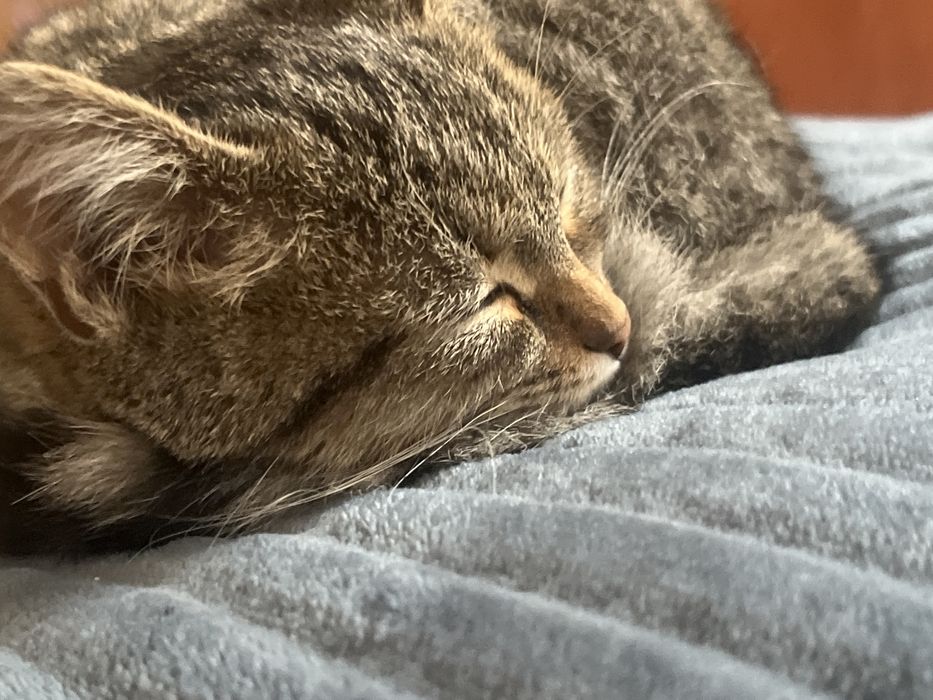 Отдам кошечку в добрые руки