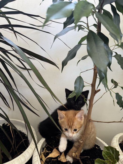 Отдам котят бесплатно