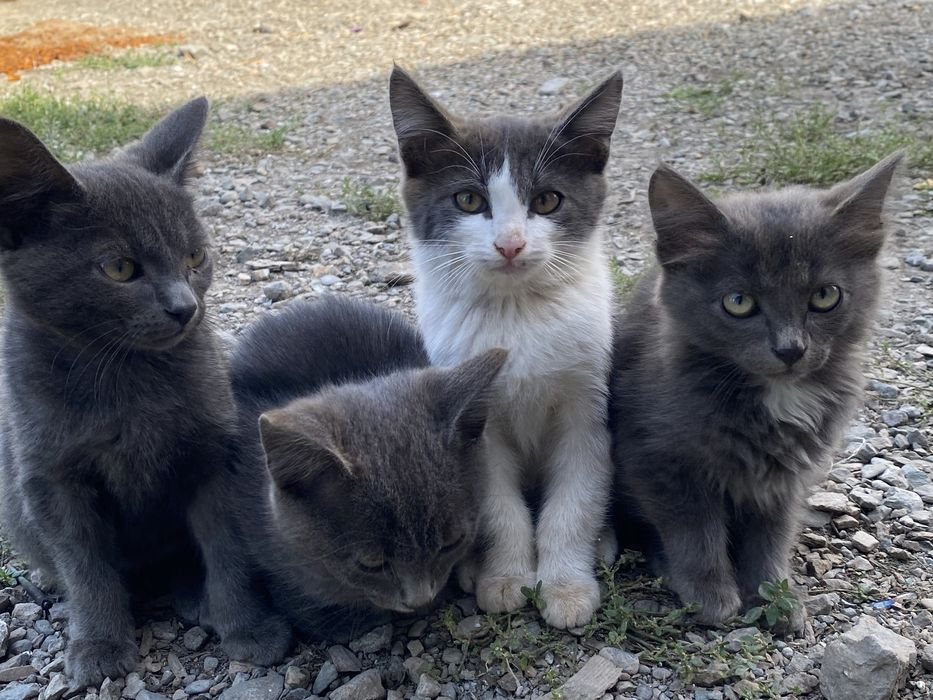 отдаю котят хорошим рукам