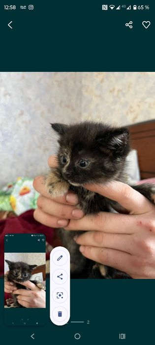 Кошечка в добрые руки