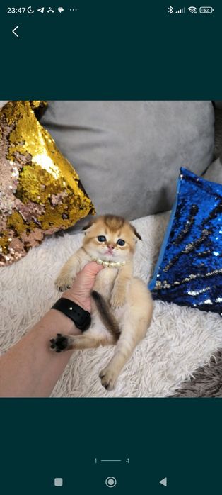 Котята чистокровные