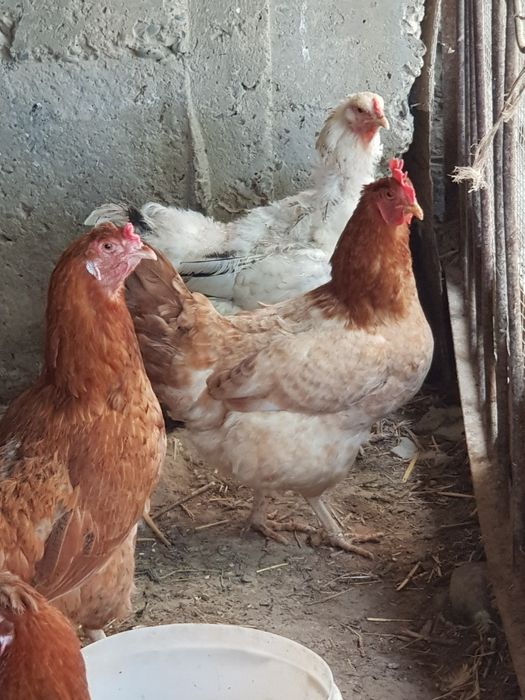 Домашняя курица тоуклар