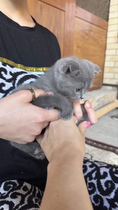 Милые котята шотладские вислоухие