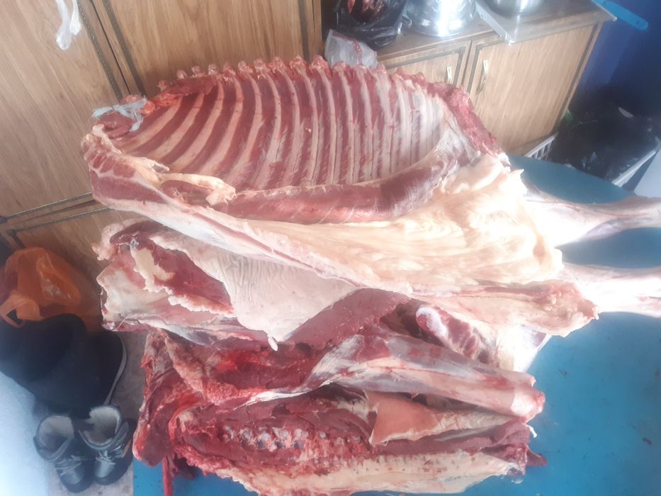 Жылқы ,сиыр еті сатылады!