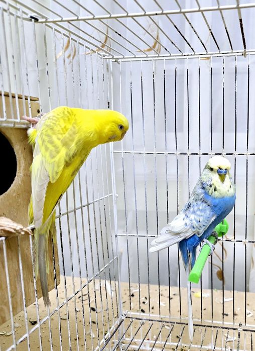 Попугай немец нар мода