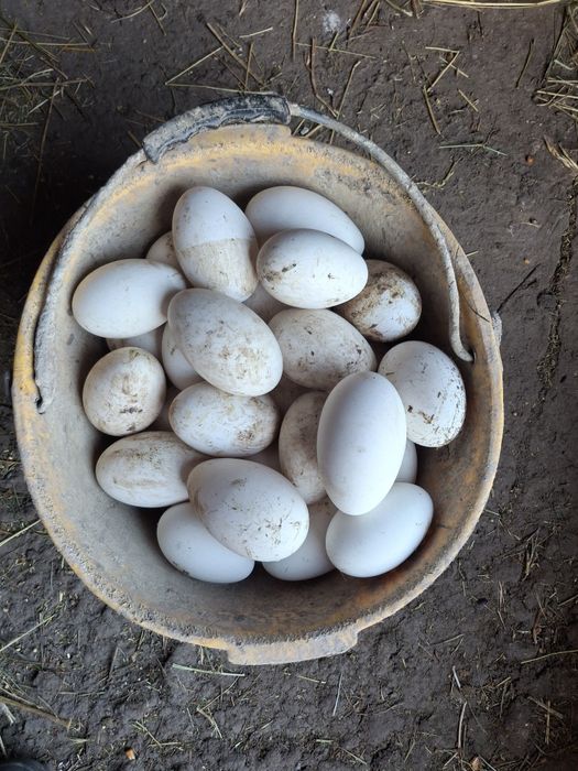 Vând  oua de gasca pentru inchistrit (scris ,pictat)