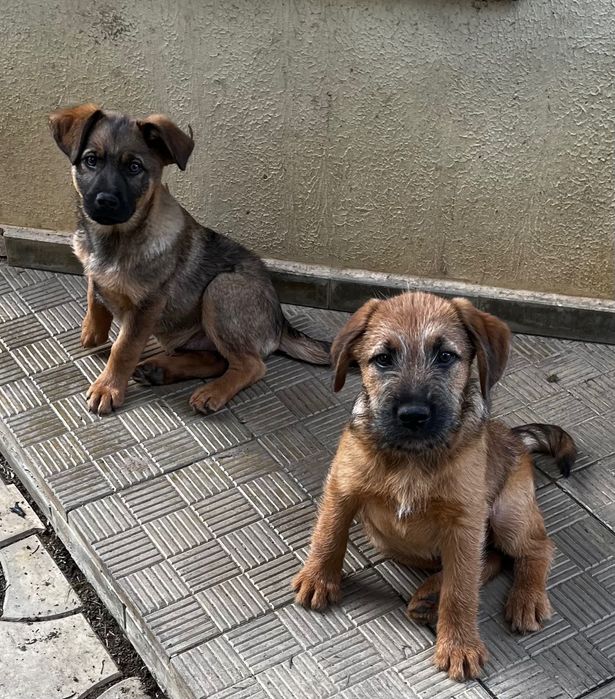 Dau pt adoptie 6 caini frumosi si lipiciosi, 4 baieti si 2 fete.