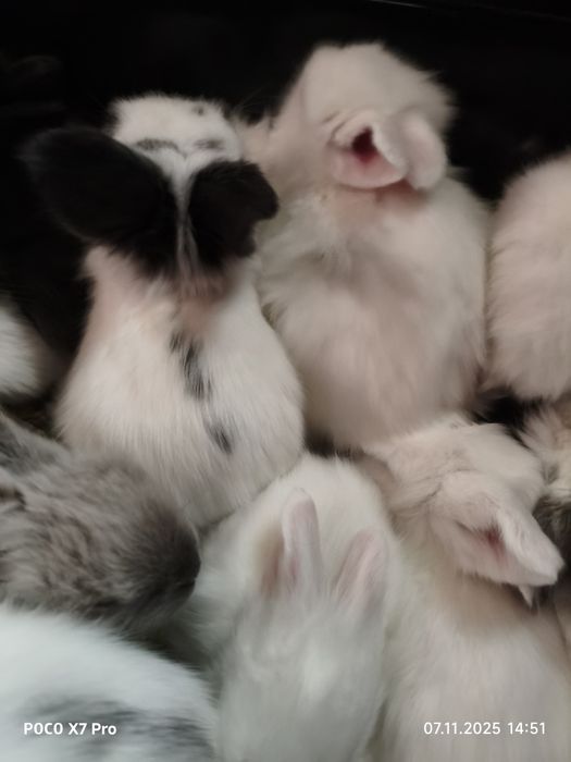 Карликовые кролики