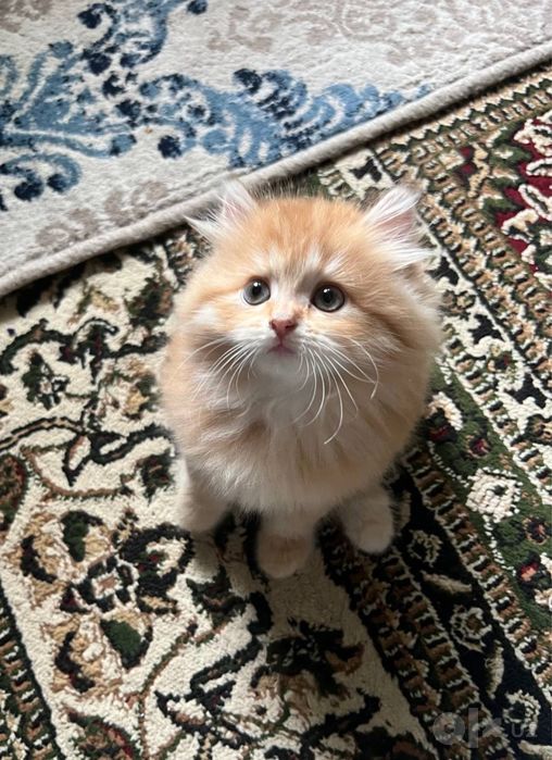 Котенок пародистая