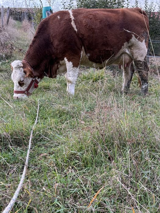 Vaca de vanzare cu tauras
