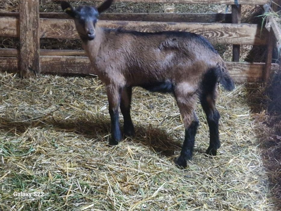 Iedute alpin francez