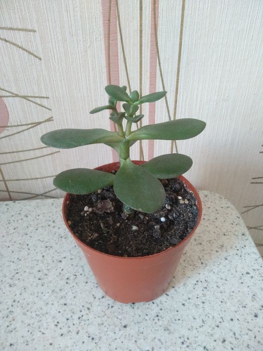 Цветок толстянка (денежное дерево)