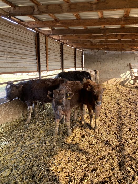 Подсос бузау сатылады